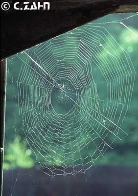 Spinnweb